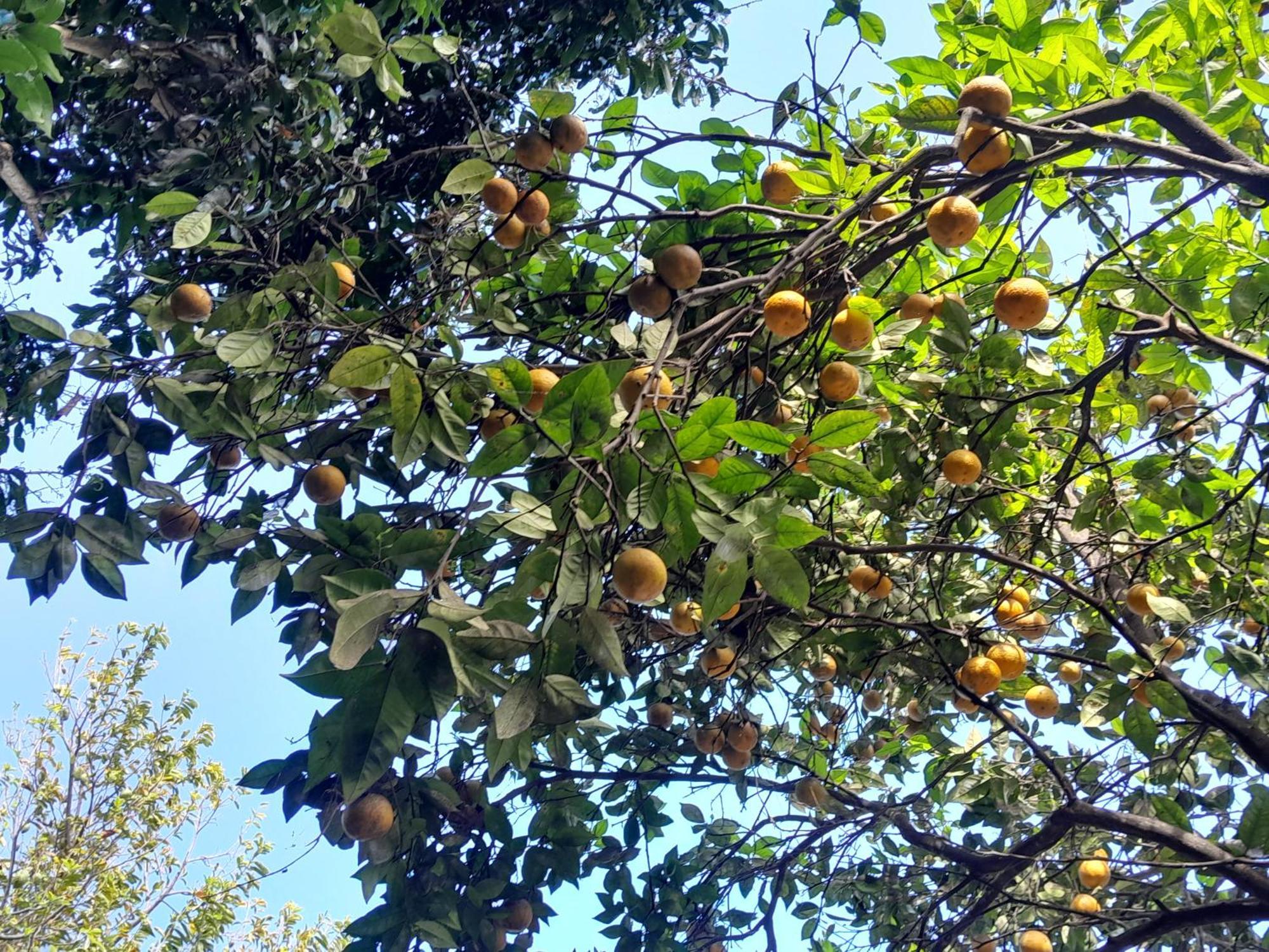 Ti Kaz Kafe - Charmante Case Creole Independante A St Leu Saint-Leu Dış mekan fotoğraf